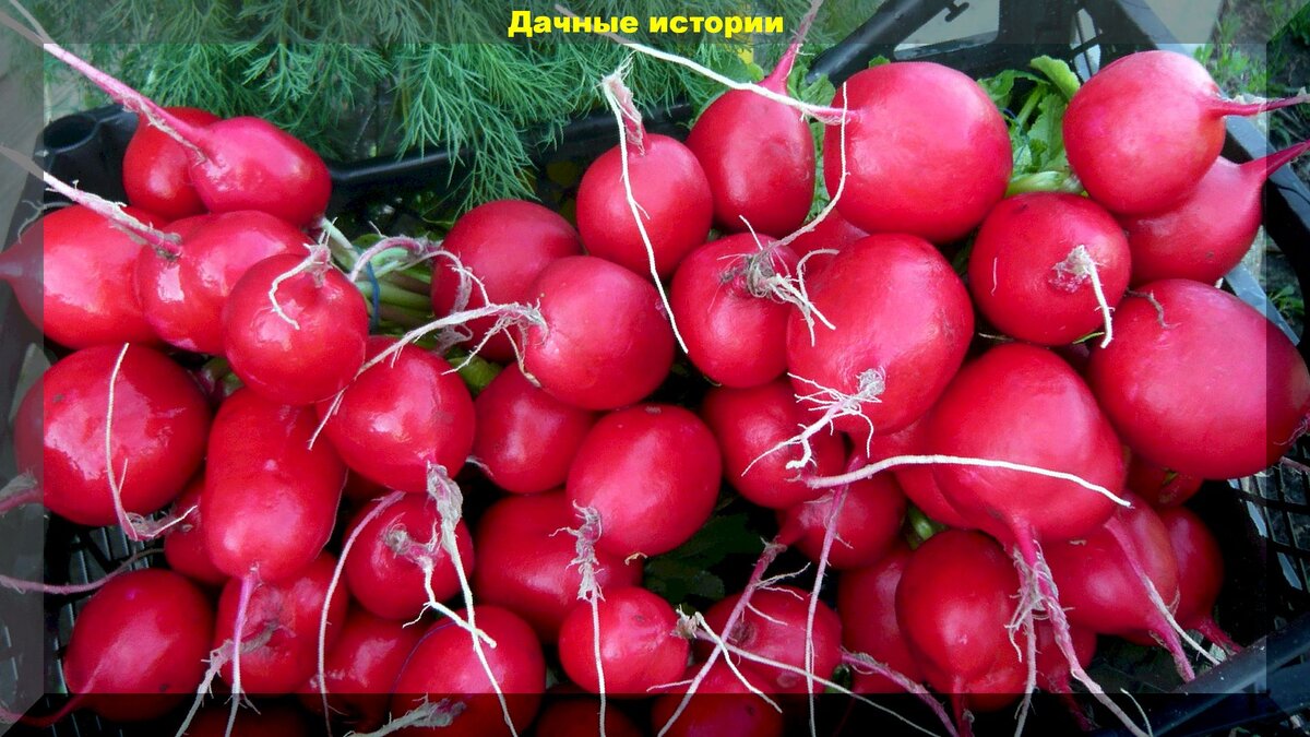 Как вырастить редис осенью: советы по выбору сортов и уходу