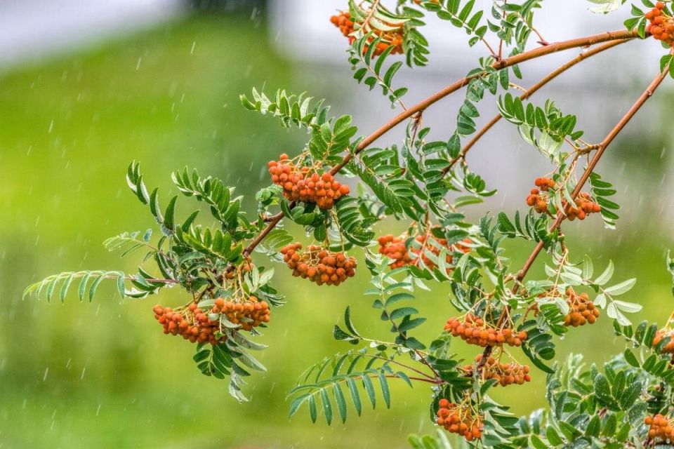 Деревья для вашего двора: как природа подарит радость и здоровье