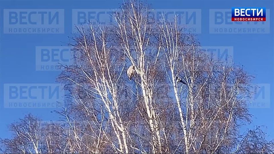 Сова в городе. Полярная сова прилетела во двор обычной пятиэтажки № 53 на проспекте Карла Маркса в Новосибирске