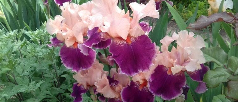Секреты ухода за ирисами: от посадки до цветения