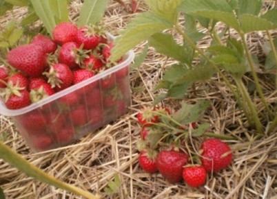 ��� �������� ����� ����������� ��������: ����������� ������ � ������ ���������