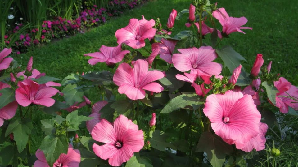 Цветы, которые приносят только проблемы: 10 неудачных выборов для вашего сада