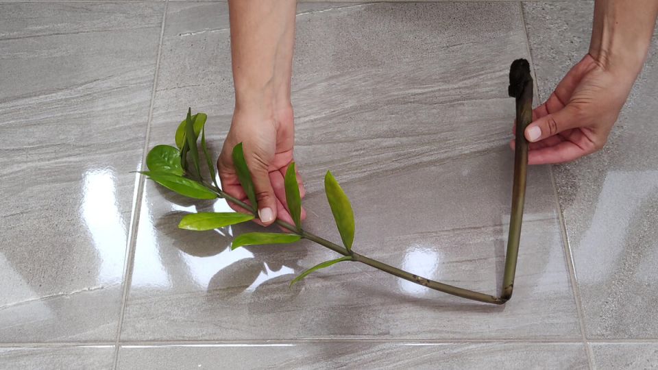 ����������� �������������: ������� ������ ��� ����