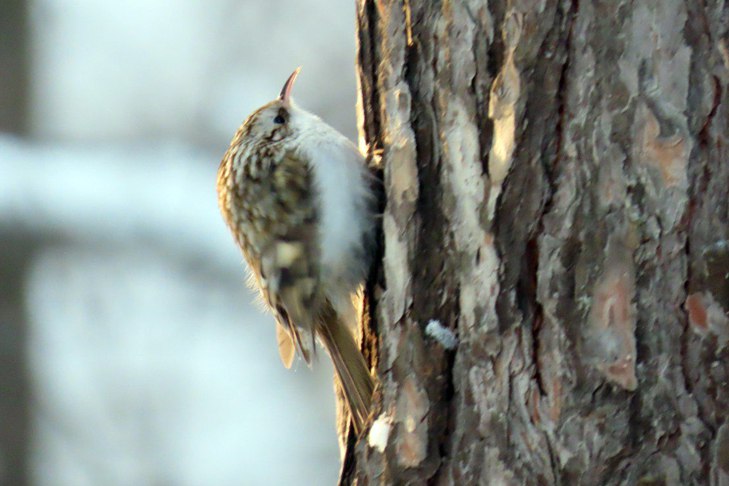 Редкую птицу со времен Аристотеля заметили на сосне у НГУ