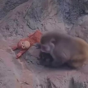 ����� ���� �������-�� ����� ��������� ����