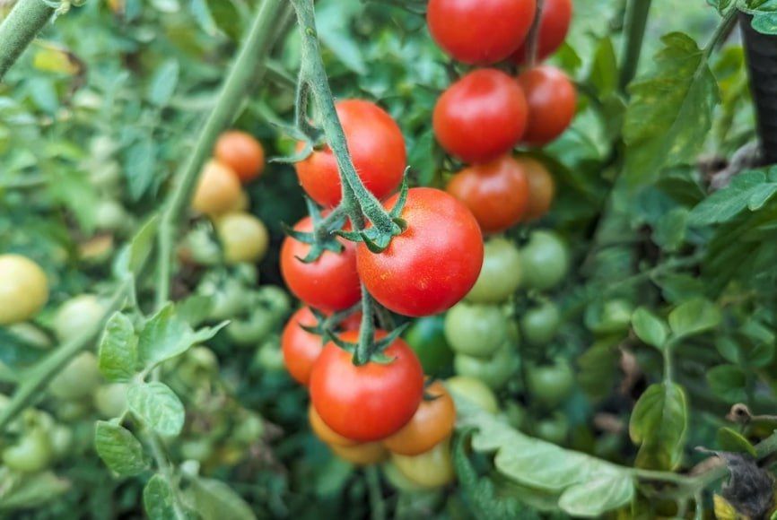 ������ �� �����������: ���� ��������� � ���������� �� ���������� ��������