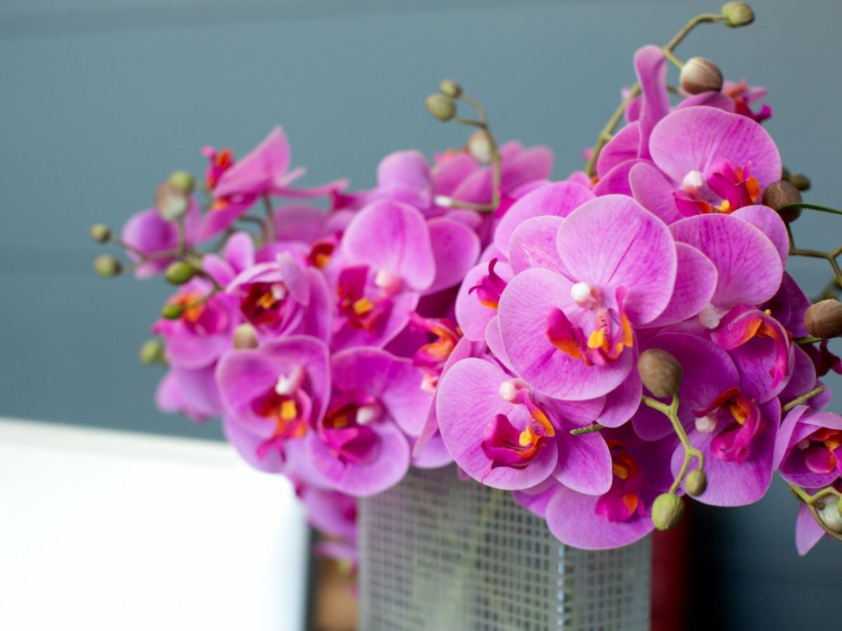 Как луковая шелуха спасает комнатные растения зимой