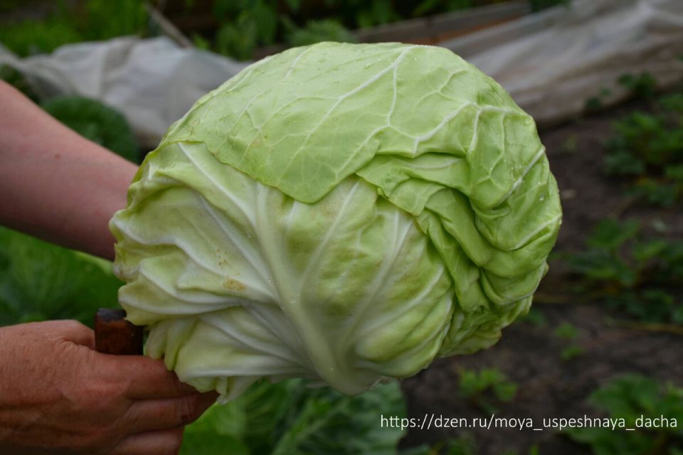 ���� �� �������� � ����: ��� ���������� �������� ������