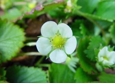 ������ �� ����� �� ���������