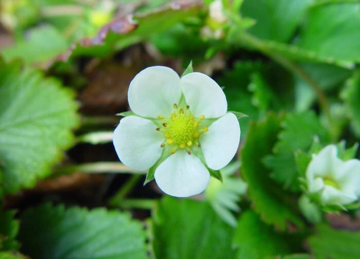 Советы по уходу за клубникой