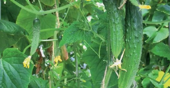 ��� ��������� ������ � �������: ������� �������� ������