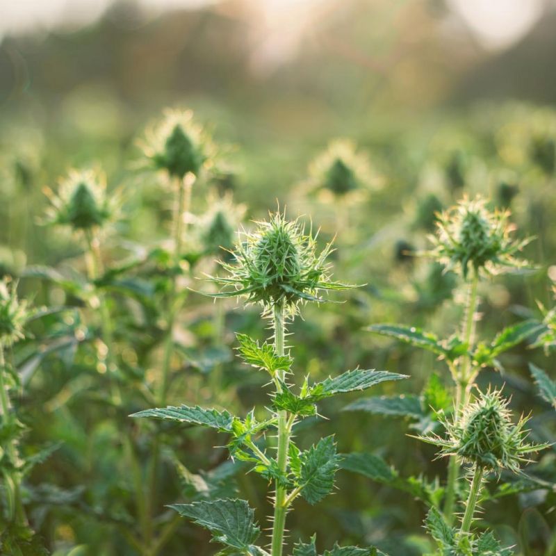 ��� ��������� ������������� �������: �� ������� � ��������� ��������