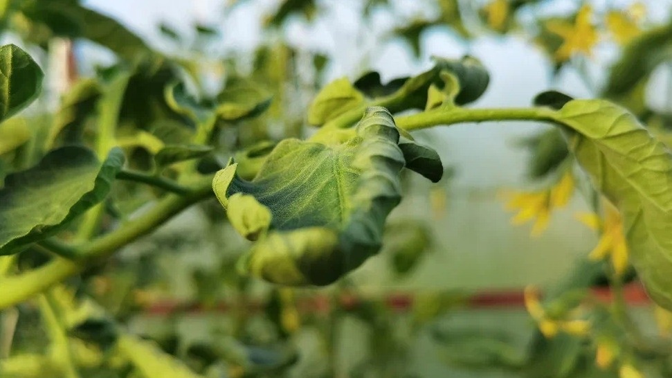 Как быстро диагностировать проблемы с томатами и спасти урожай