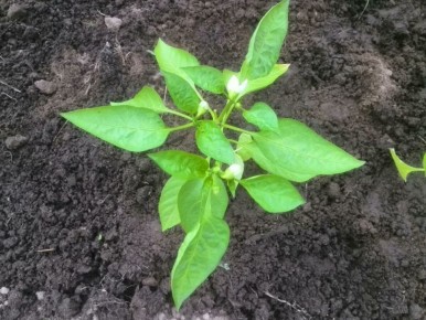 ����������� ������� ������ � ���� �� ������� ����� � �������