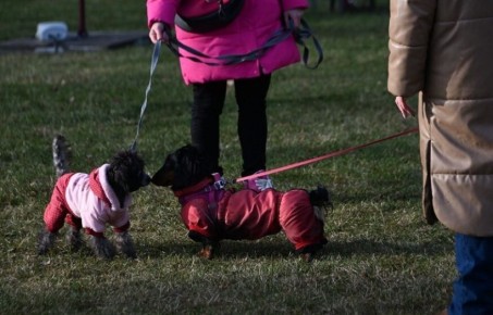 Правительство России поддержало законопроект о конфискации животных у жестоких владельцев