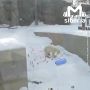 Сегодня Международный день полярного медведя и виновникам торжества в Новосибирском зоопарке накрыли целую поляну