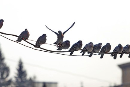 97% самовольных подвесов на ЛЭП узаконили в Новосибирской области