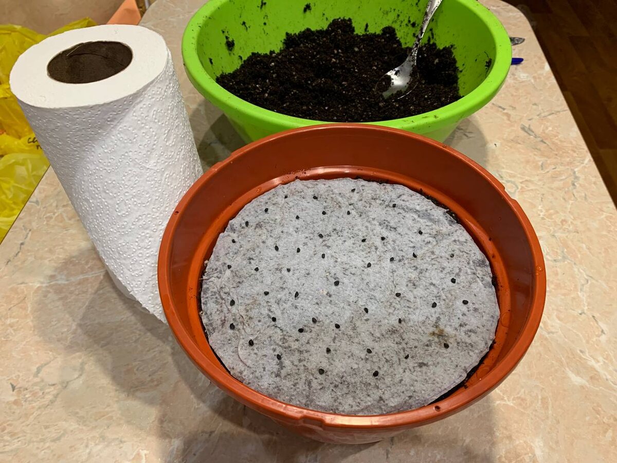 Умный способ посева семян: экономьте время и получайте отличные всходы