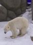 Белых медведиц Белку и Стрелку поздравили в Новосибирском зоопарке им. Шило с Днем полярного медведя