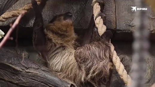 Кто ты сегодня в офисе — ленивец или игрунка?