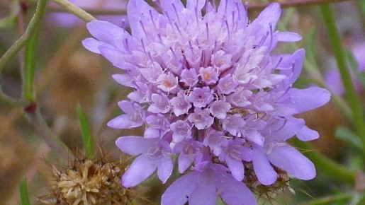 ��������: ������, ������� ������� ��� ��� � �������� ������