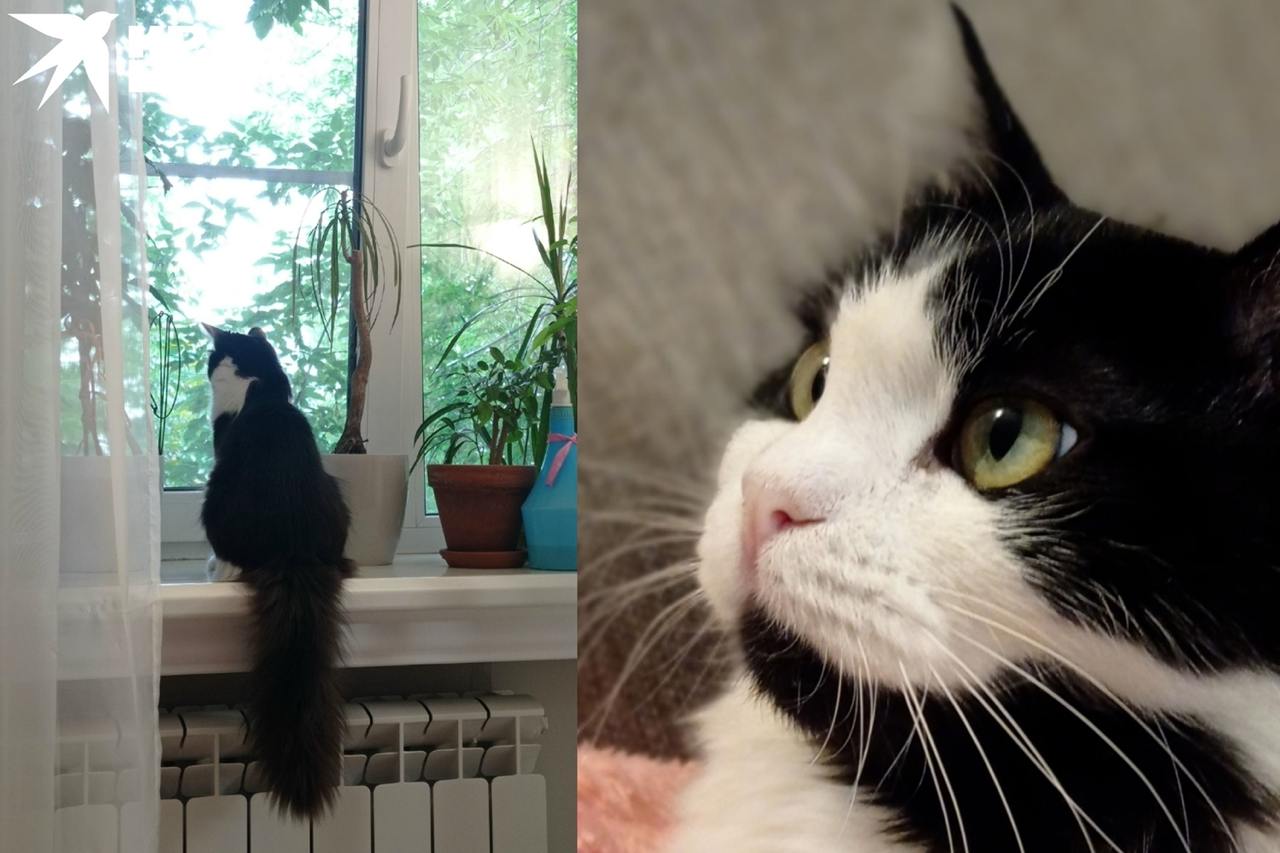 «Его оставили на границе»: сибирячка приютила котенка, спасенного пограничниками в зоне СВО «Его оставили на границе»: сибирячка приютила котенка, спасенного пограничниками в зоне СВО