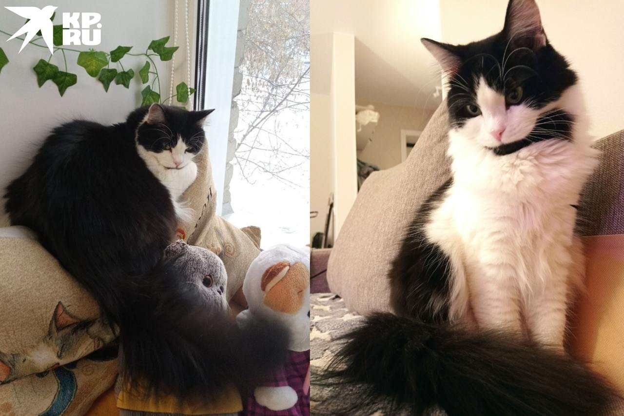 «Его оставили на границе»: сибирячка приютила котенка, спасенного пограничниками в зоне СВО «Его оставили на границе»: сибирячка приютила котенка, спасенного пограничниками в зоне СВО