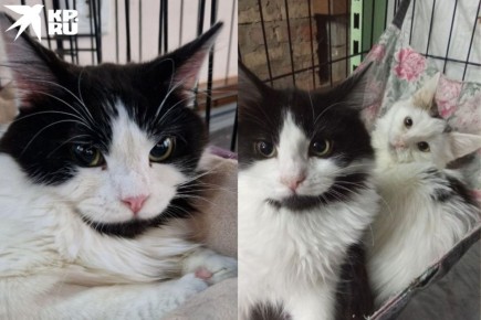 ���� �������� �� �������: ��������� �������� �������, ���������� �������������� � ���� ���