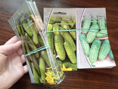 Старые семена огурцов: эксперимент по всхожести