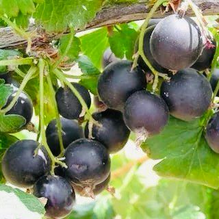 ����������� ������ �����: ������� ������ � ����������� � ����� ����