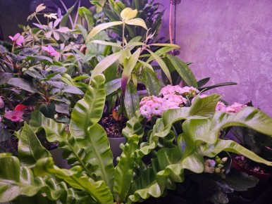 Шестёрка растений, которые разочаровали: мечты и реальность