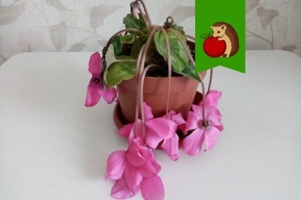 Необходимые условия для содержания цветущего цикламена: как не допустить ошибок