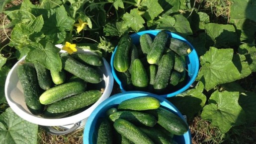 ��� �������� ������� ������ �������: ������� ������� �����������