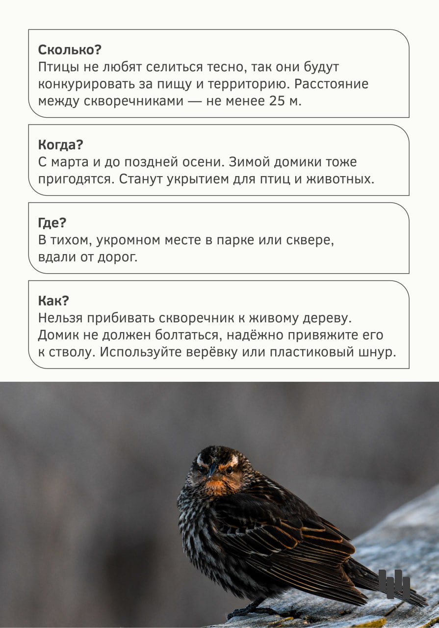 Календарная весна на пороге, а значит, скоро в Новосибирск начнут возвращаться перелётные птицы Календарная весна на пороге, а значит, скоро в Новосибирск начнут возвращаться перелётные птицы