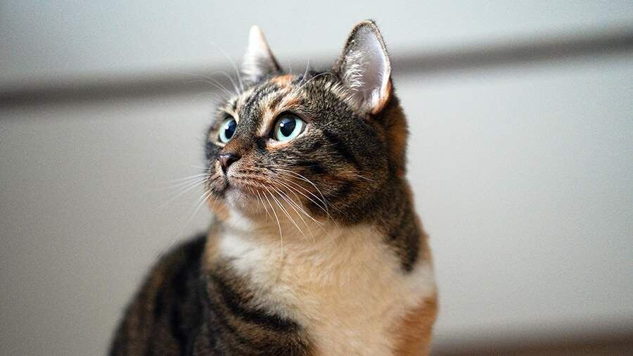 Россия приняла законопроект о конфискации животных за жестокое обращение