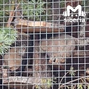 ����� ���� �� �������������� �������� ����������� � �����