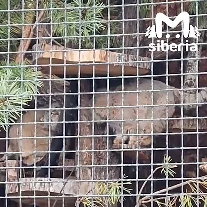 Манул Пепе из Новосибирского зоопарка отправилась в Питер