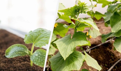 Как правильно сеять огурцы на рассаду для теплицы и когда это делать