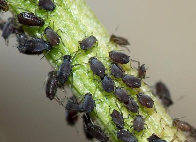 Эффективные стратегии борьбы с тлёй на огороде