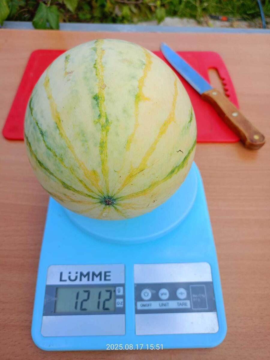 Арбузы в теплице: как они растут в дождливое лето