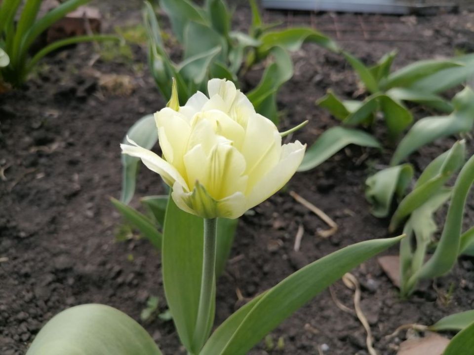 ��� ������� ��������� �������: ������ �� ����� � ������