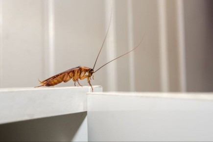 Возвращение тараканов: как с ними справиться