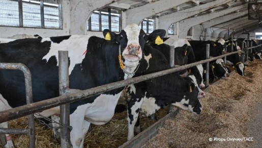 Очаги заболевания пастереллезом локализовали в Новосибирской области, сообщили ТАСС в Минсельхозе региона