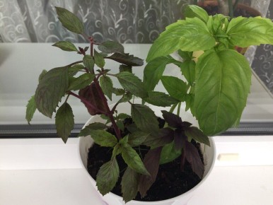 Как вырастить базилик в горшках: секреты ароматной зелени круглый год