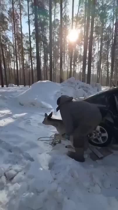 В Новосибирской области охотоведы спасли косулю