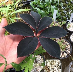 ������ ��������� ��������: ������� ��������� ������������ � �����