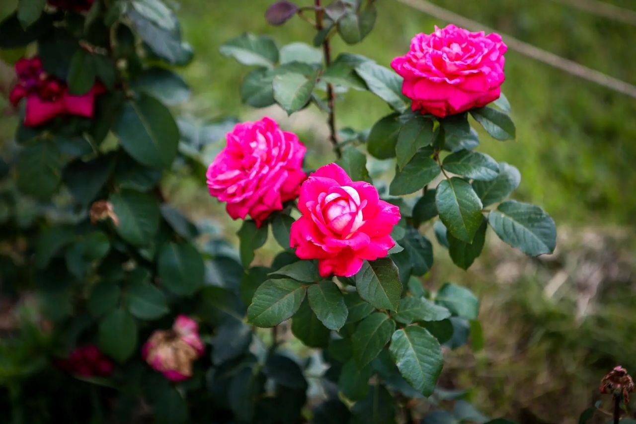 Мэр Кудрявцев: озеленение 22 мест запланировали на этот год в Новосибирске