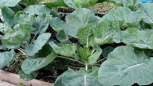 ��� �������� ������� ������ �������: ������� �������� ��������