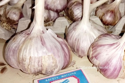 Как правильно удобрять грядку под чеснок для богатого урожая