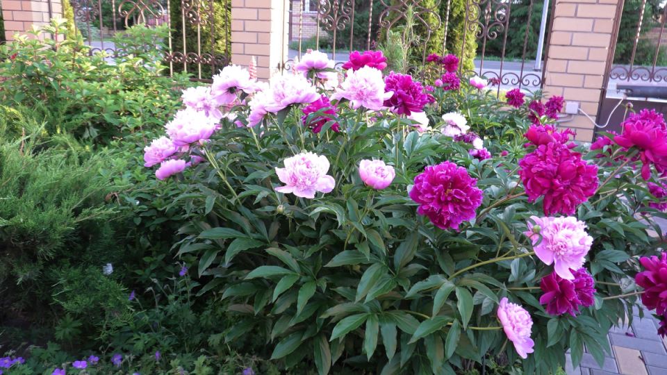 ������� ����� �� �������: ��� �������� ���������� ��������